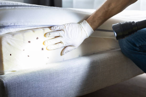 Best Flea Control Services  in Valley Mills, TX
