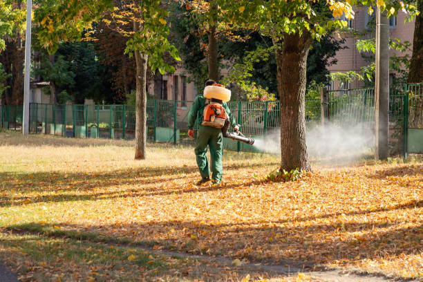 Best Local Pest Control Services  in Valley Mills, TX